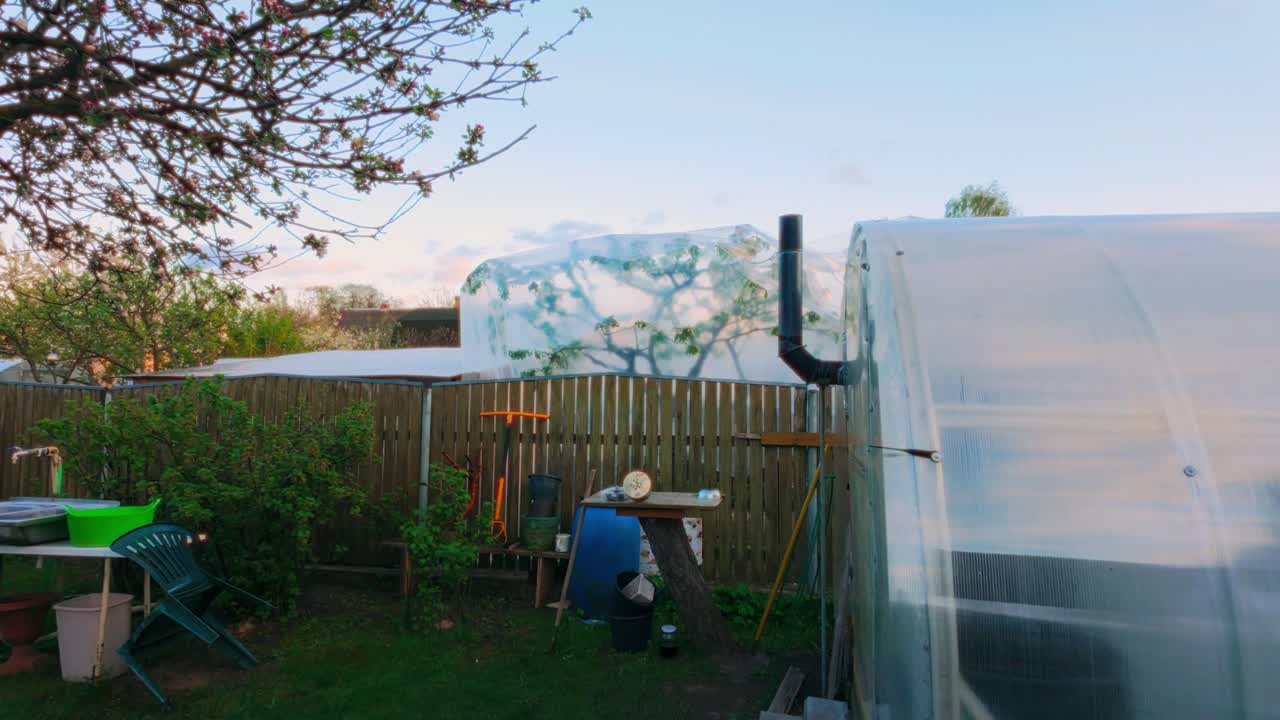 Evening look at a rural garden: clear-film greenhouse, plastic-wrapped fruit trees, tools and blossoming branches behind a wooden fence. Malutki, Latvia (Malutki, Latvija)