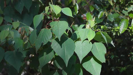 close-up of leaves in a rainforest