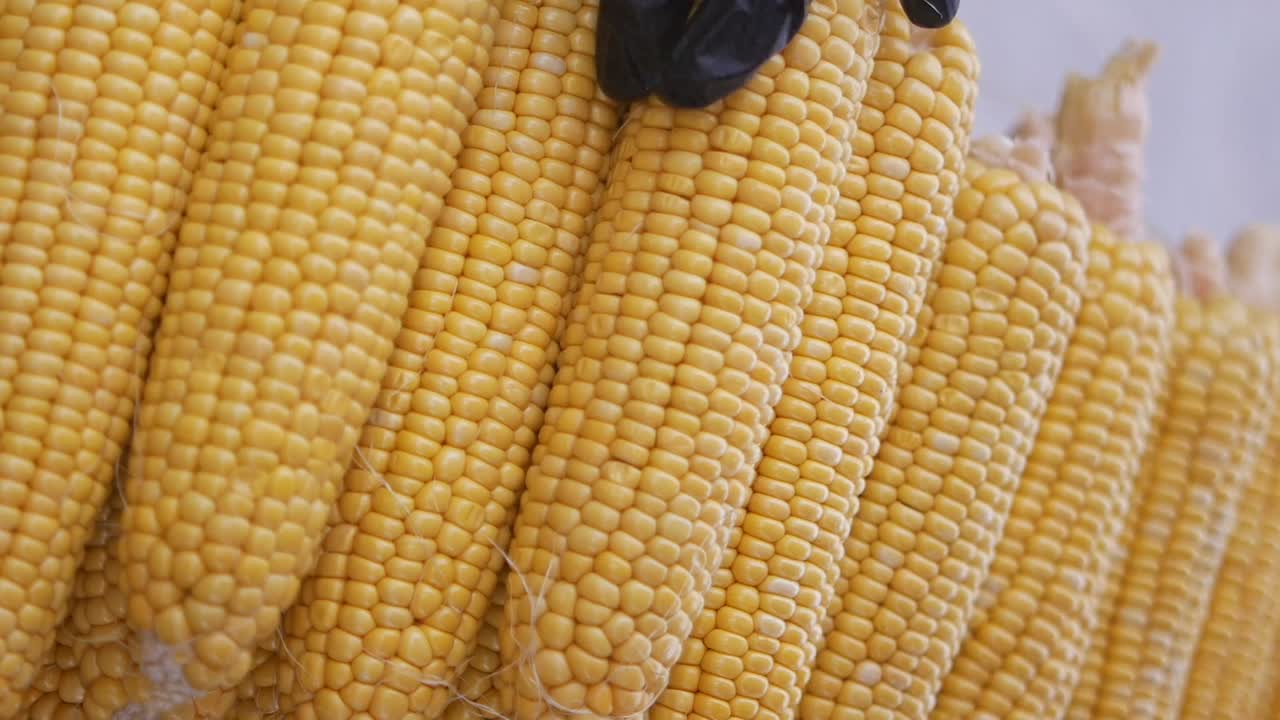 Fresh Corn Cob Display