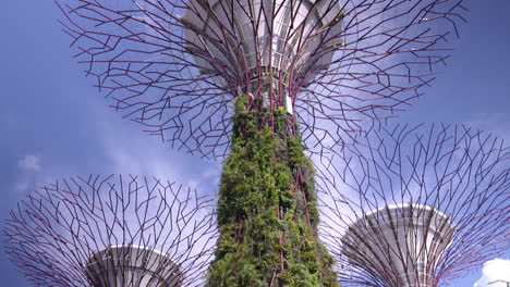 supertree grove at gardens by the bay in singapore