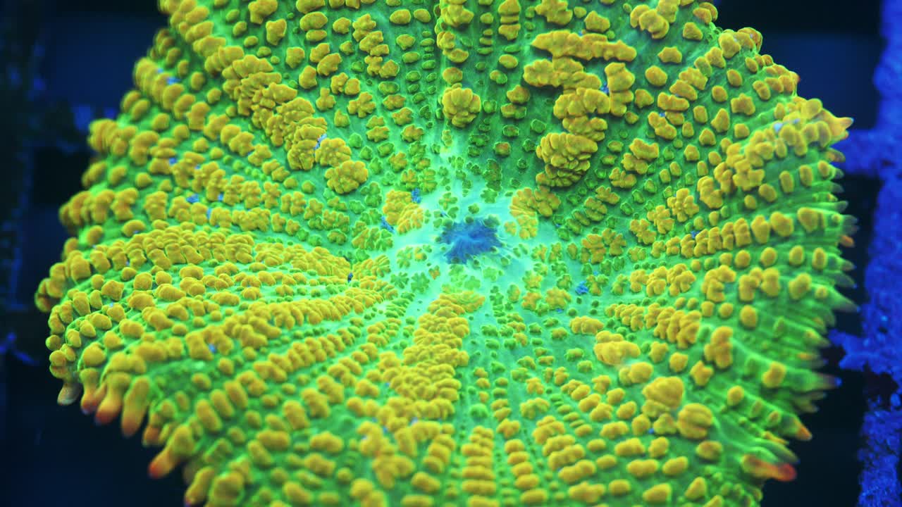 Macro shot of Tequila Sunrise Rhodactis coral under actinic lighting, showing green surface with yellow ridges and delicate orange accents along edges in reef aquarium