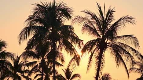 Siluetas-De-Palmeras-Tropicales-Con-Fondo-Dorado-Del-Cielo-Del-Atardecer