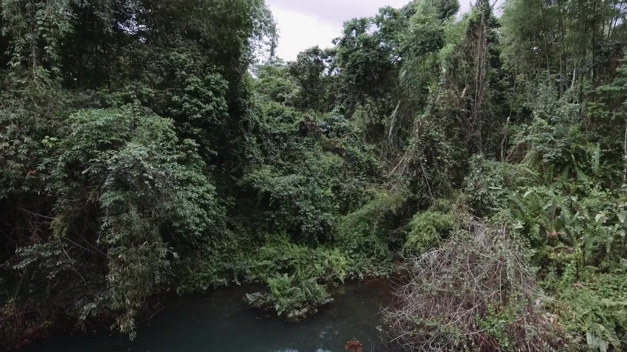 Aereal view of the green flora of the ecuadorian amazon