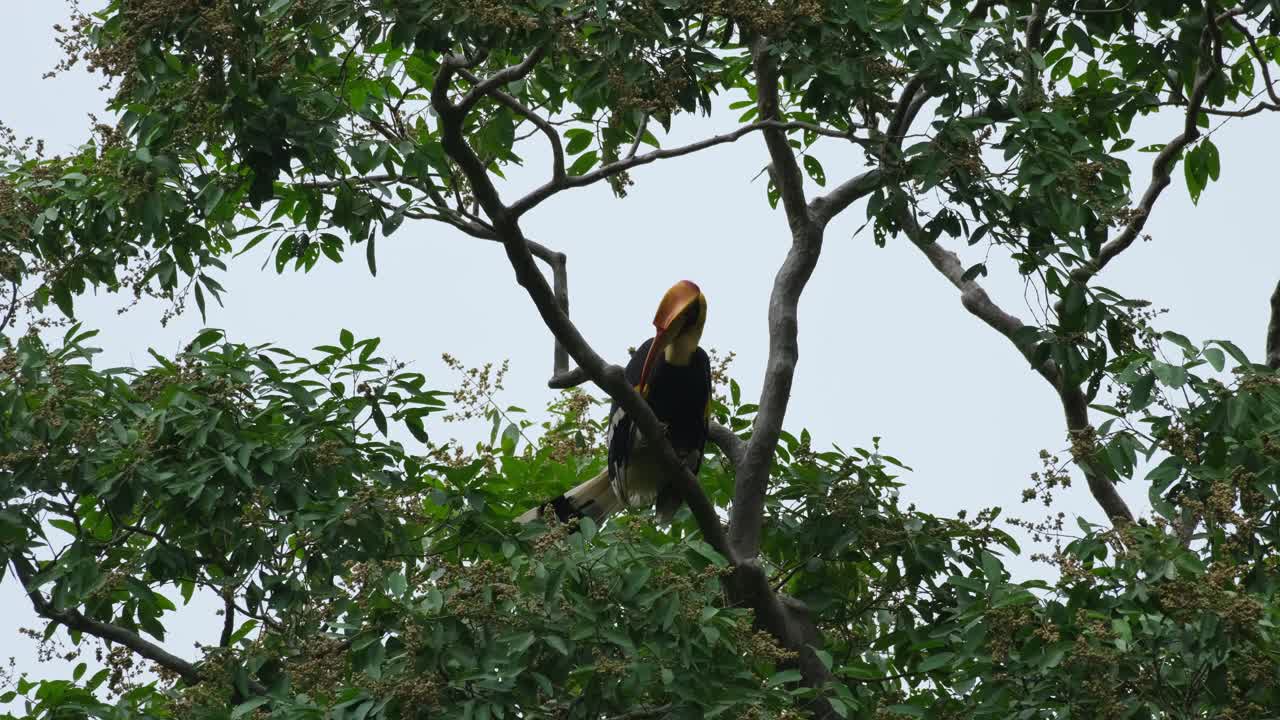limpiando su cola y alas mientras se ve entre las ramas durante la tarde, el gran buceros bicornis, tailandia
