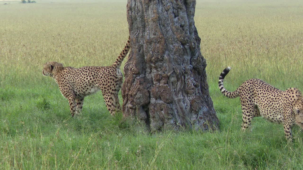 dos hermanos de guepardo, marcación de olores en un árbol, masai mara, kenia