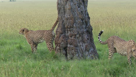 Gepard-Zwei-Brüder,-Duftmarkierung-An-Einem-Baum,-Masai-Mara,-Kenia