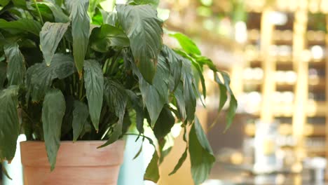 close up of green houseplant in pot