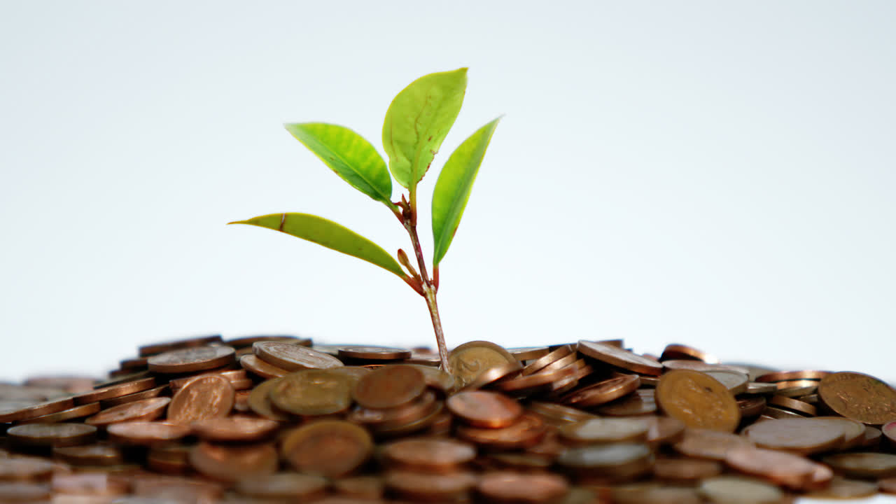 Close-up of plant grows from stack of coins
