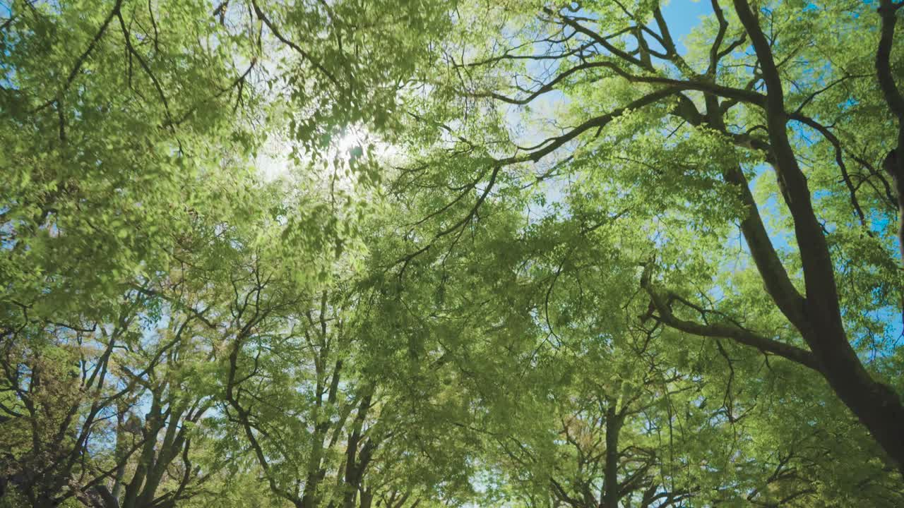 viajando detrás de los árboles con bengalas solares