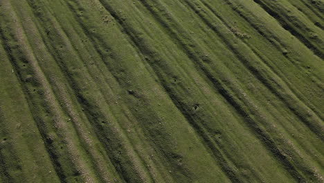 Volando-Sobre-Un-Campo-Agrícola-Cubierto-De-Hierba-4k