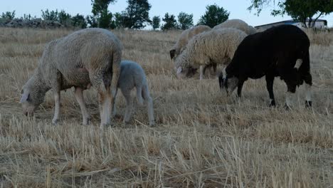 sheep grazing field