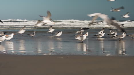 Gaviotas-Volando-Por-El-Hombre-Corriendo-Por-La-Playa