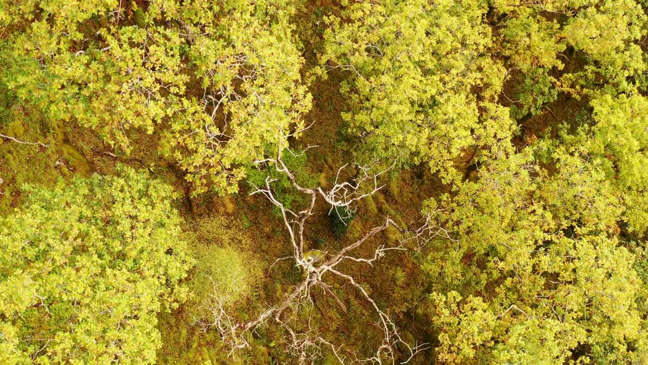 Top down view of oak woodland canopy in fall or autumn with colourful foliage, Ariundle, Highlands, Scotland