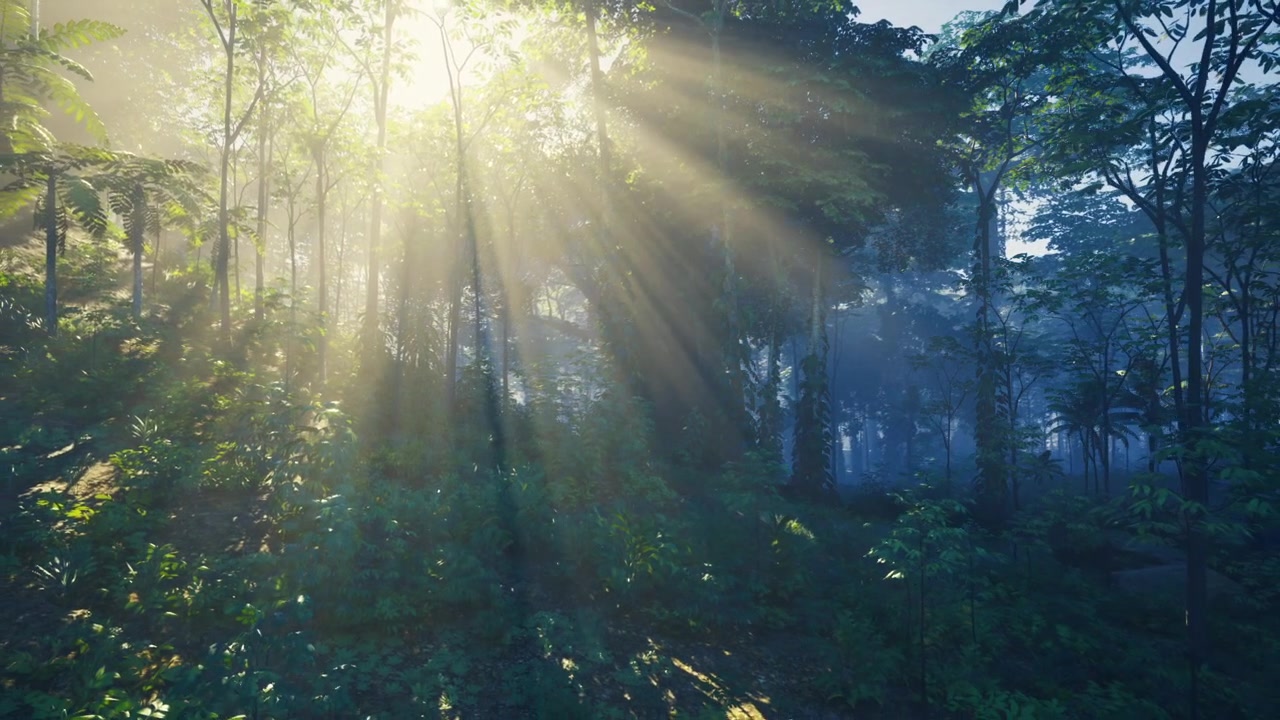 Early morning rays illuminate tropical woods with dewcovered leaves