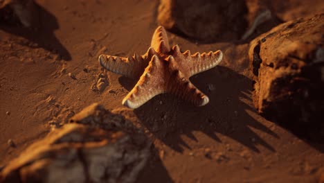 estrellas de mar en la playa de arena al atardecer