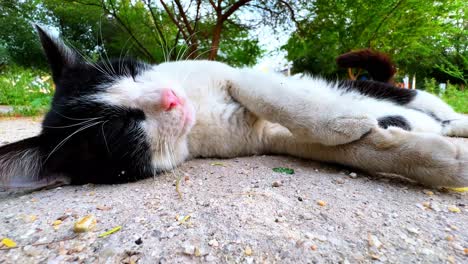 charming close-up of a black and white cat lying and rolling on the ground in 4k. perfect for pet, nature, or lifestyle stock needs. high detail and natural lighting enhance cuteness.