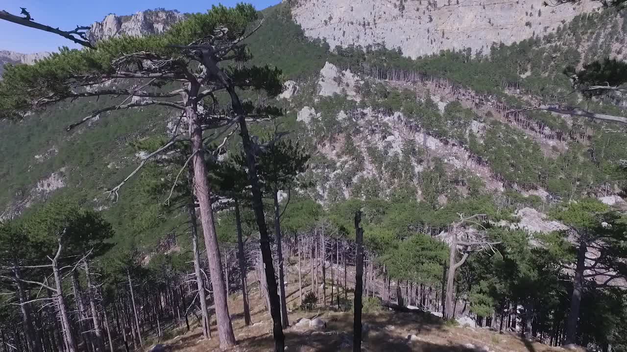 paisaje montañoso con bosque de pinos