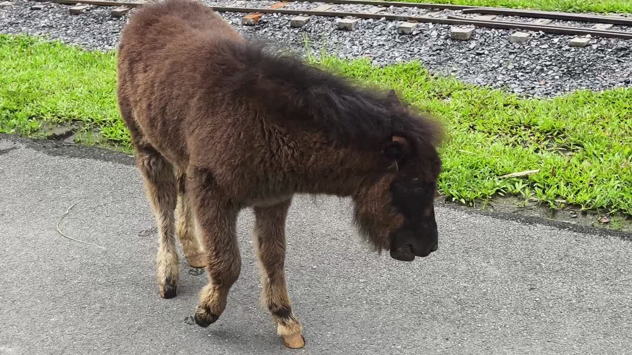 pequeño caballo marrón en una carretera cerca de las vías del tren