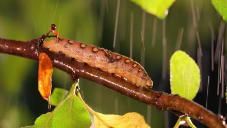 Caterpillar-Bedstraw-Hawk-Moth-crawls-on-a-branch-during-the-rain.-Caterpillar-(Hyles-gallii)-the-bedstraw-hawk-moth-or-galium-sphinx,-is-a-moth-of-the-family-Sphingidae.