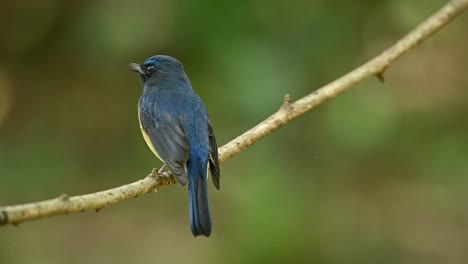 chinese blue flycatcher, cyornis glaucicomans