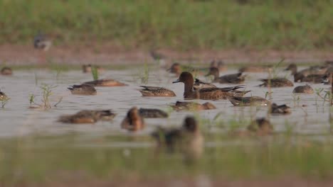 Bandada-De-Patos-Alimentándose-En-Humedales