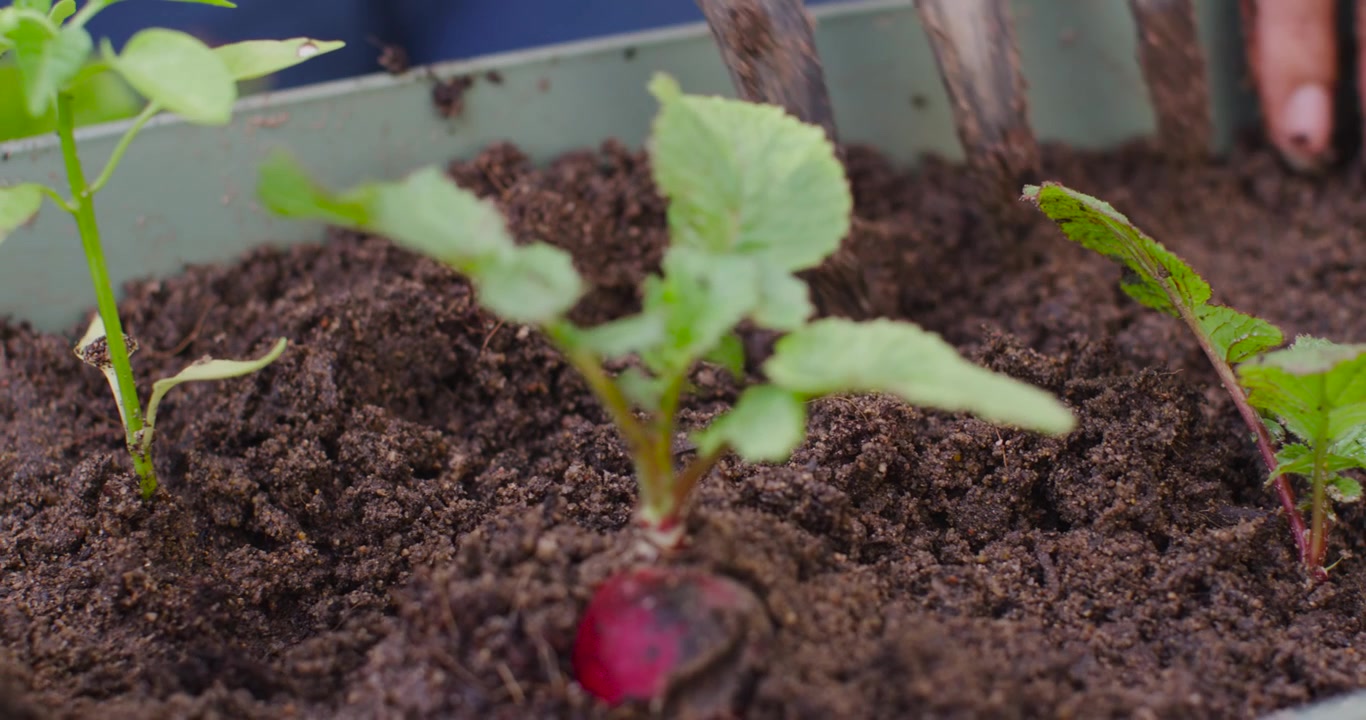 Woman using hand fork, loosening soil and smoothing around radish, covering roots in container