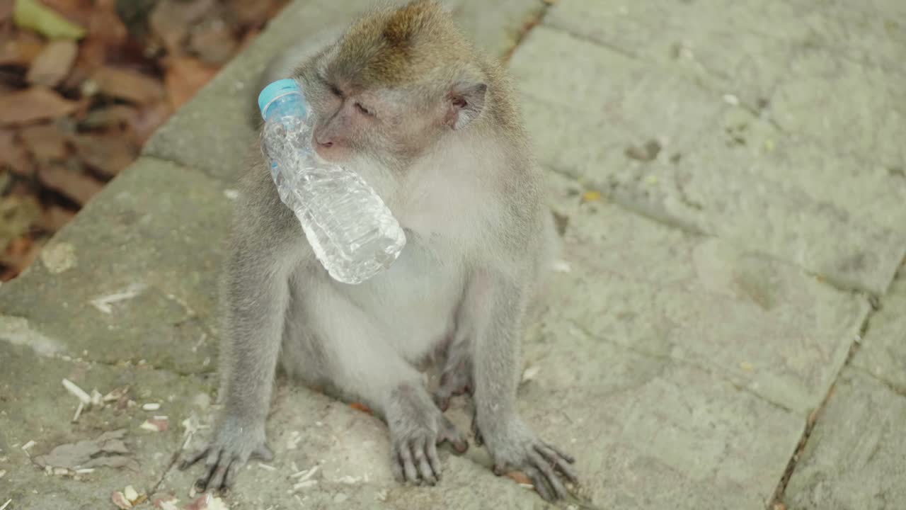 primer plano de un mono robando una botella de agua y bebiendo en el bosque de monos de bali