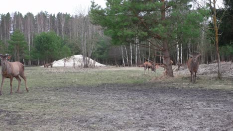 a large flock of deer lies on the ground, a flock of deer is resting in a green meadow. wild animals concept. large group of animals. behind against the background of a coniferous forest