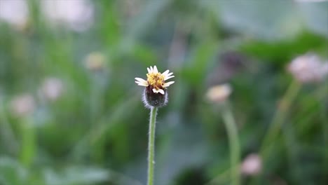 flor blanca floreciente aislada sobre fondo verde en un día ventoso