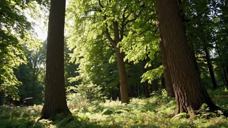 la luz del sol filtrándose a través de un bosque exuberante