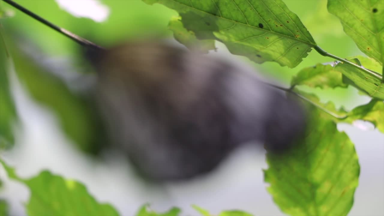 잎 에 있는 나비 의 클로즈업