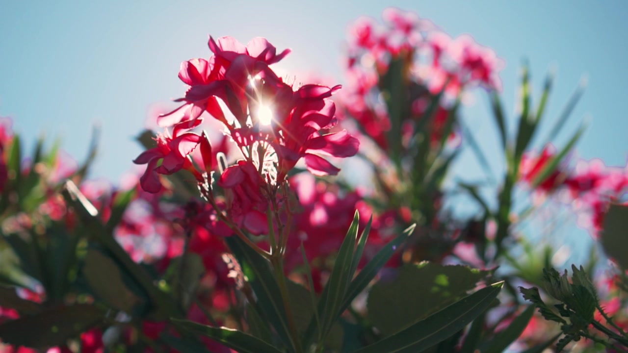 Strålende rosa oleanderblomster med solblending mot blå himmel