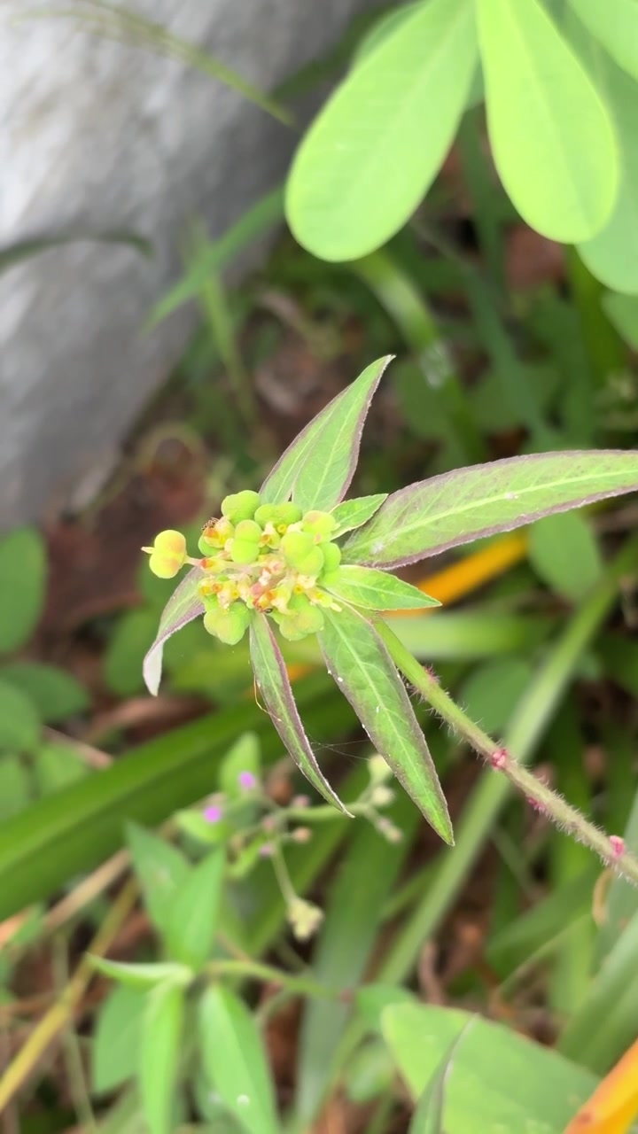 Primo piano di una pianta di euforbia selvatica in un giardino