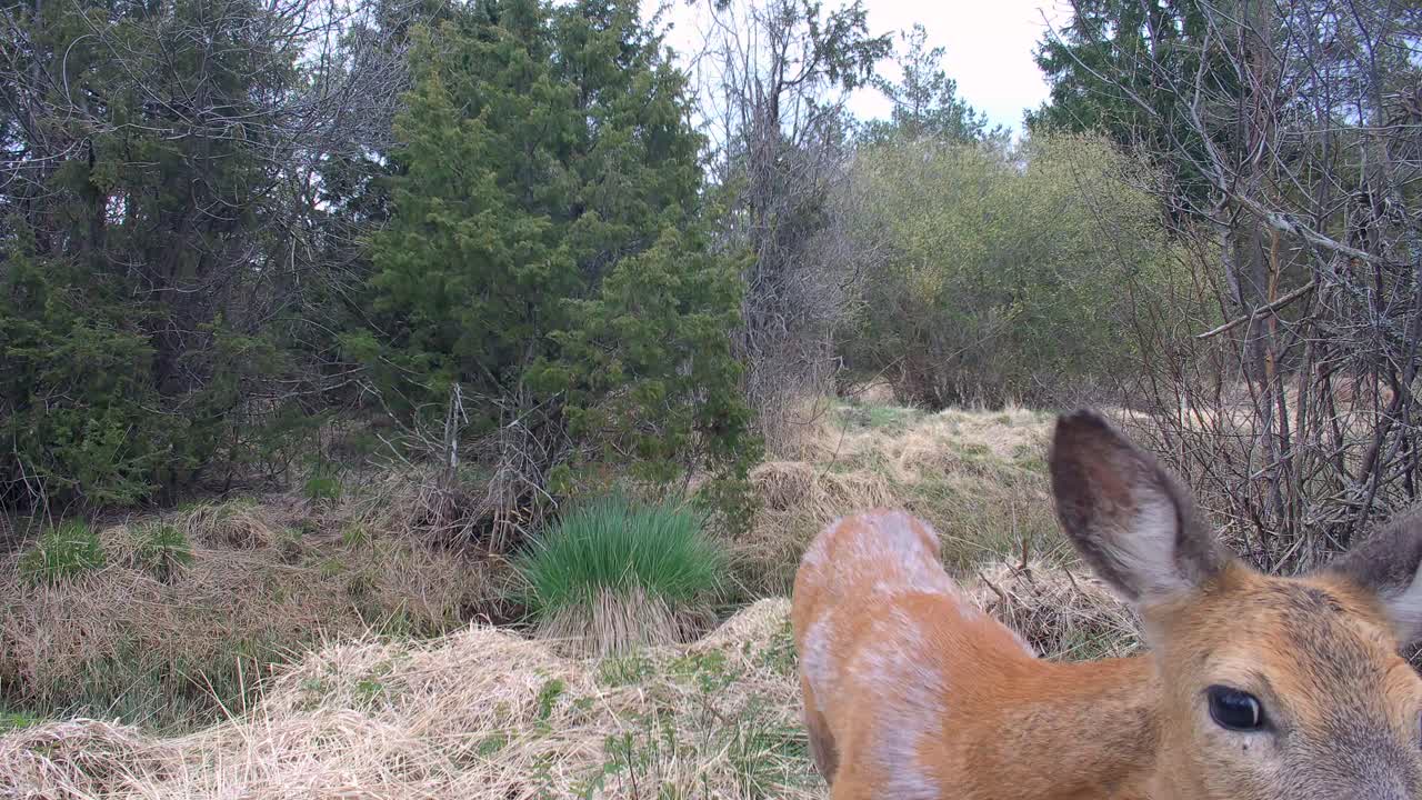 Suspicious Roe deer (Capreolus capreolus) at the dried-up stream in Saaremaa. Estonia.