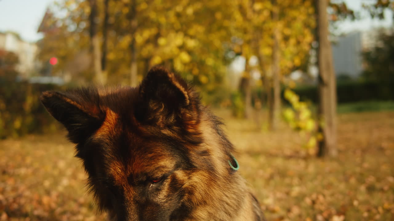 German Shepherd in Autumn Park