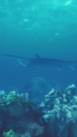 una raya manta nada sobre un arrecife de coral