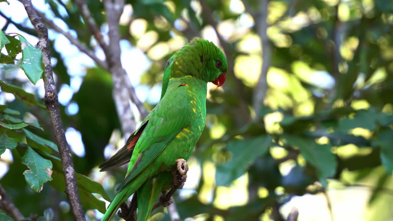 una pareja de lorikeet de pecho escamoso, trichoglossus chlorolepidotus con un plumaje verde vibrante se ve posada en la rama de un árbol, limpiándose y arreglándose las plumas durante la temporada de reproducción