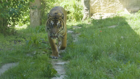 sumatran tiger walks on the grass and approaches the camera in the zoo