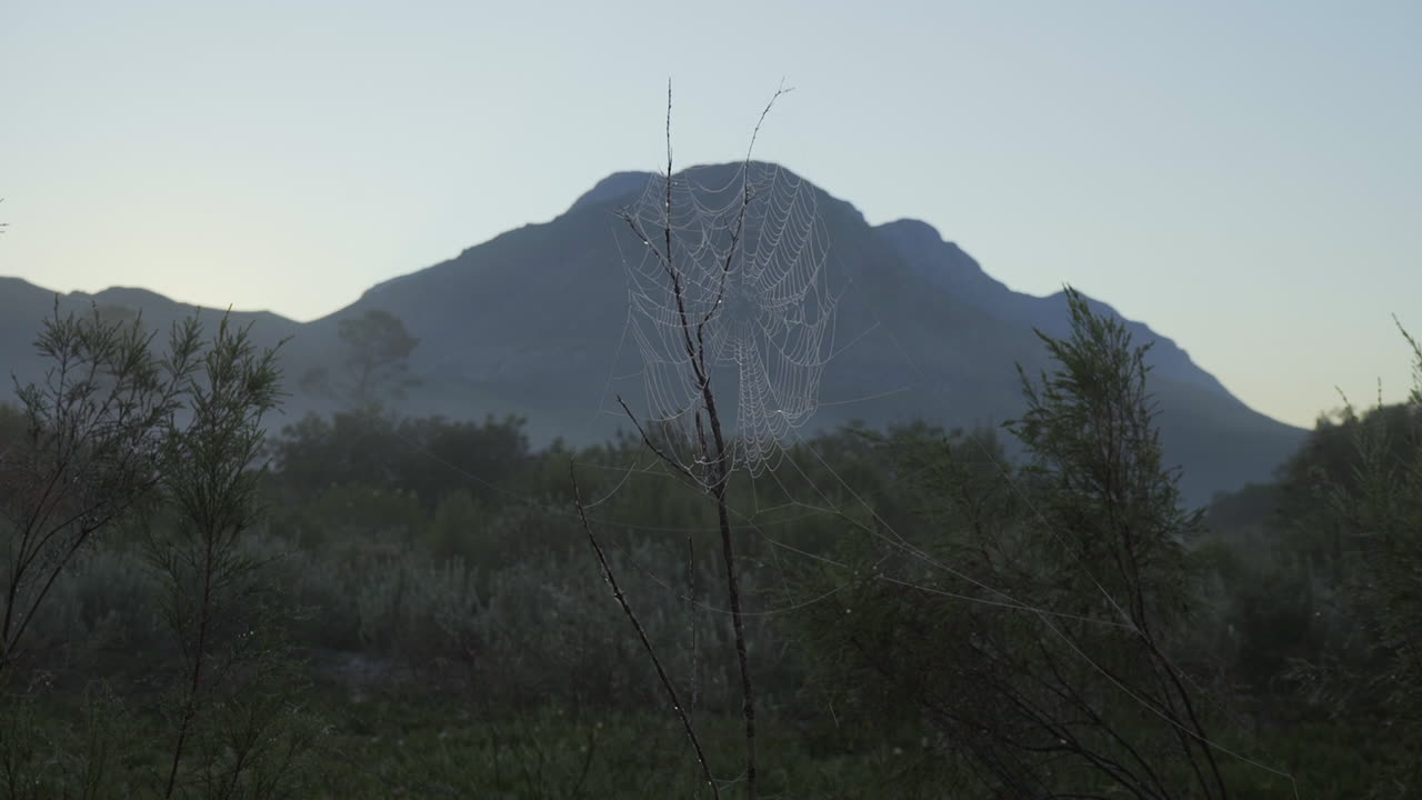 해가 뜨는 동안 안개가 많은 아침에 아름다운 거미줄 위의 이슬의 근접