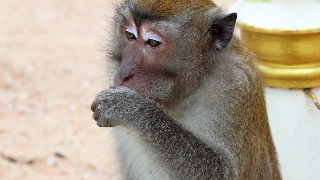 A monkey is seen eating and observing its surroundings near a decorative post.