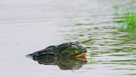 Afrikanischer-Ochsenfrosch-Mit-Grüner-Warzenhaut-Im-Zentralen-Kalahari-Wildreservat,-Botswana