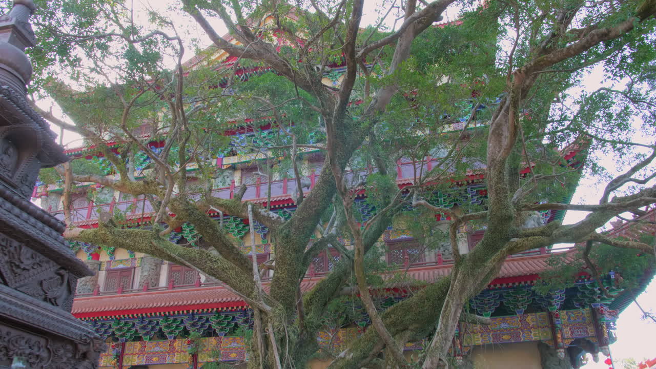 Ancient Buddhist Temple with Large Tree