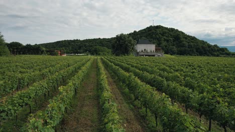 a drone capturing stunning views of the vineyards in napareuli, northeastern georgia