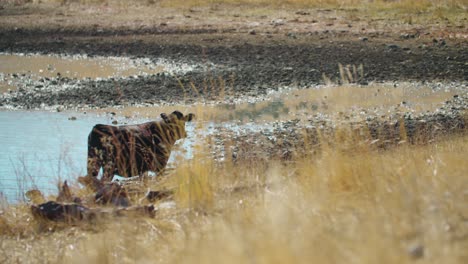 Ganado-Caminando-Junto-Al-Embalse,-Depósito-De-Travesía