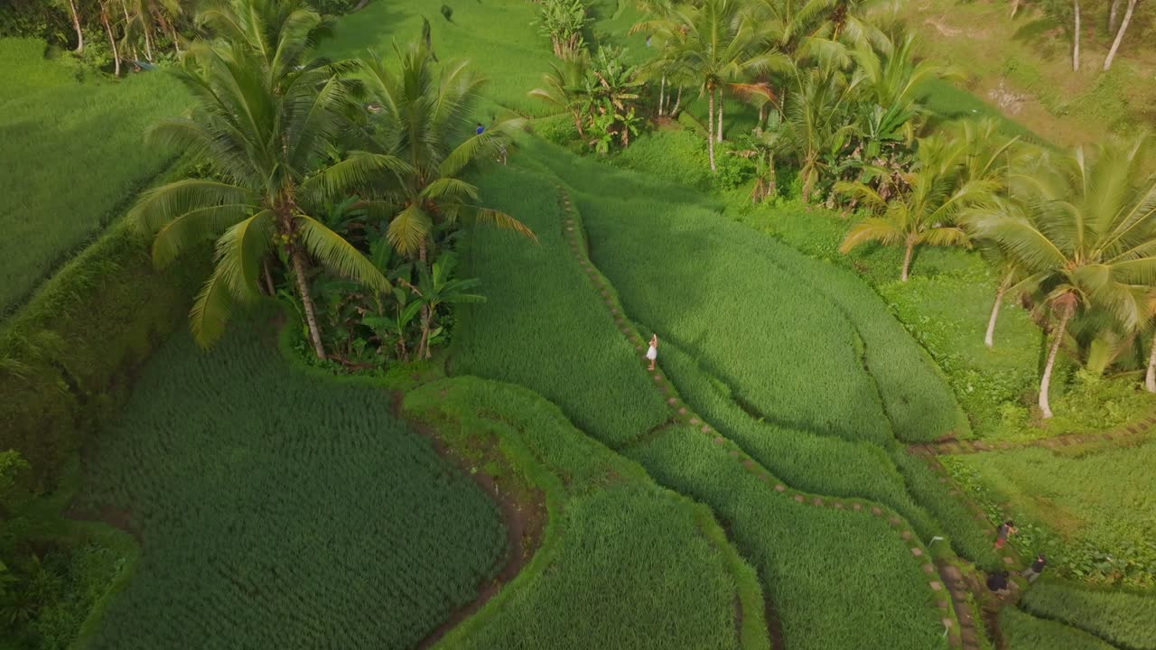 Vista panoramica di risaie terrazzate e palme a Tegallalang, Bali, Indonesia