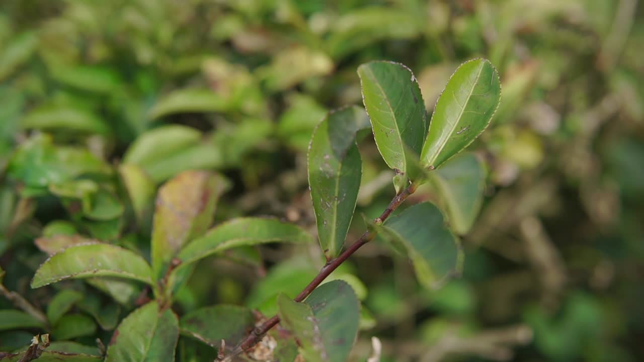 primer plano de las hojas de té en una planta de té