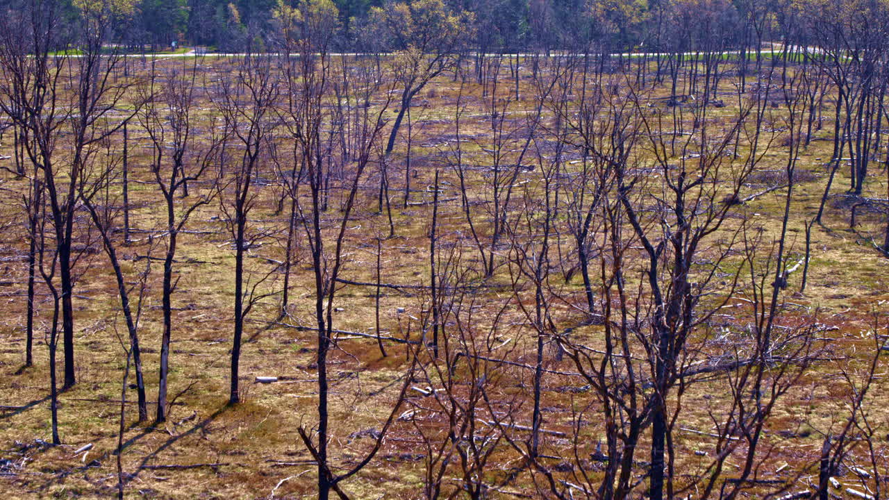 드론이 불타버린 거대한 숲 위를 날아다니는 영상입니다.