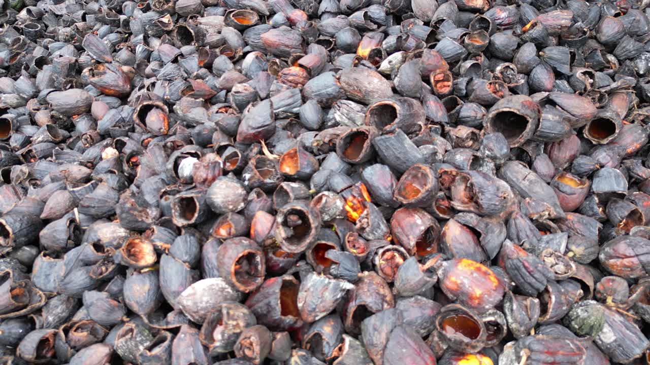 Visão aproximada da casca de coco usada como fertilizante orgânico para nutrir cacau, coco e outras culturas, especialmente durante os estágios iniciais de crescimento. São Tomé, África