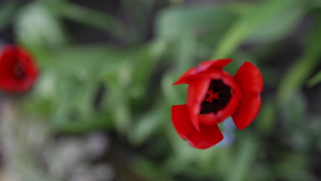 Red-tulip-bulb-closeup-macro-shot