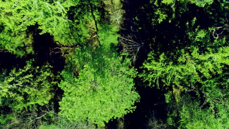 Aerial-drone-top-down-shot-of-drainage-in-the-middle-of-a-dense-thick-forest